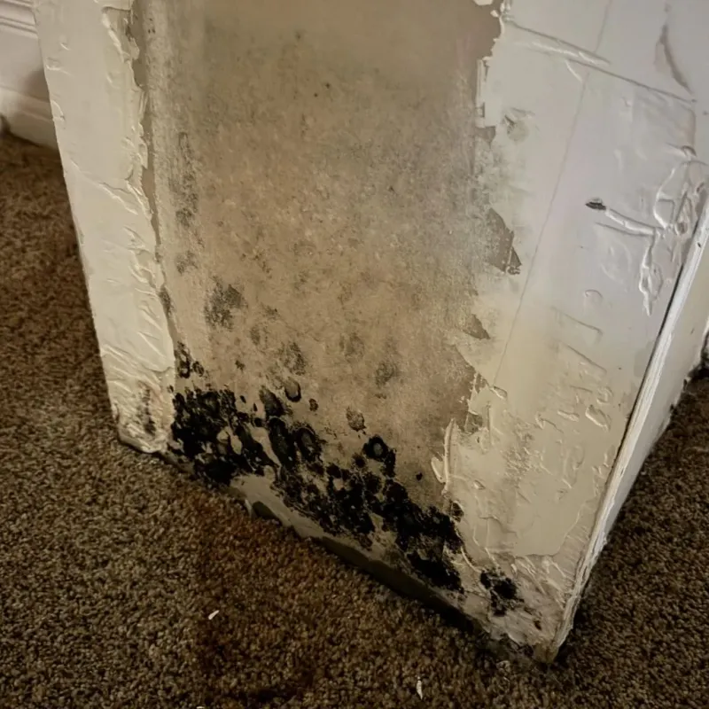 Professional Mold Removal in Steep Falls, ME
